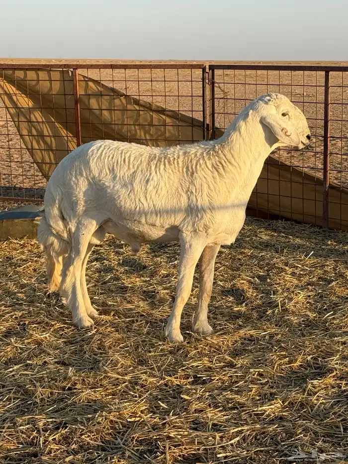 مشروع فحل حري صنف الصنف 6