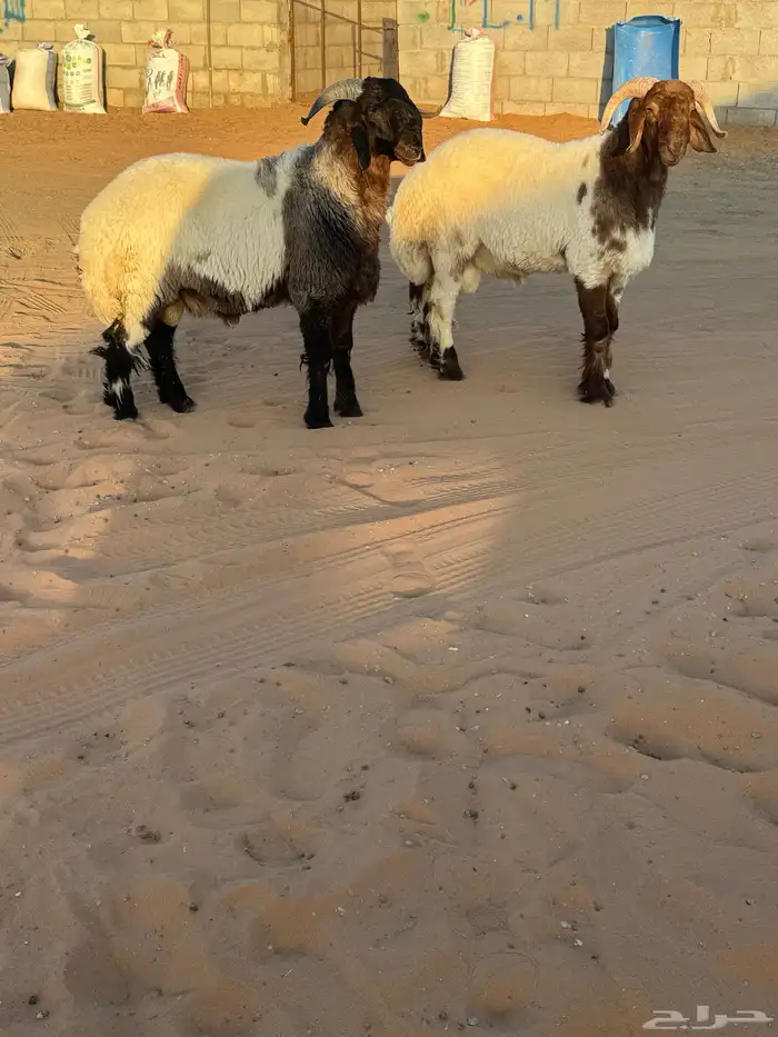 مشاريع فحول طيبه وصنف 0