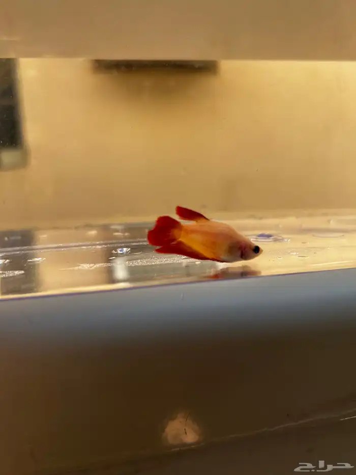 سمك فايتر الوان جميله و أشاكل رائعه مشاء الله 15