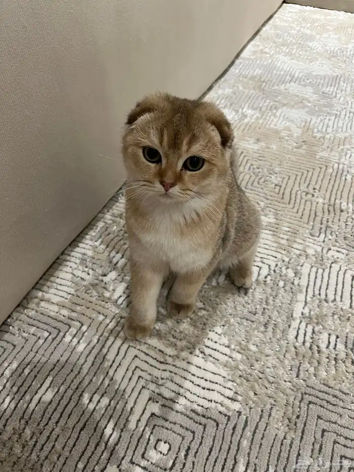 سكوتش فولد تربل قولد 1