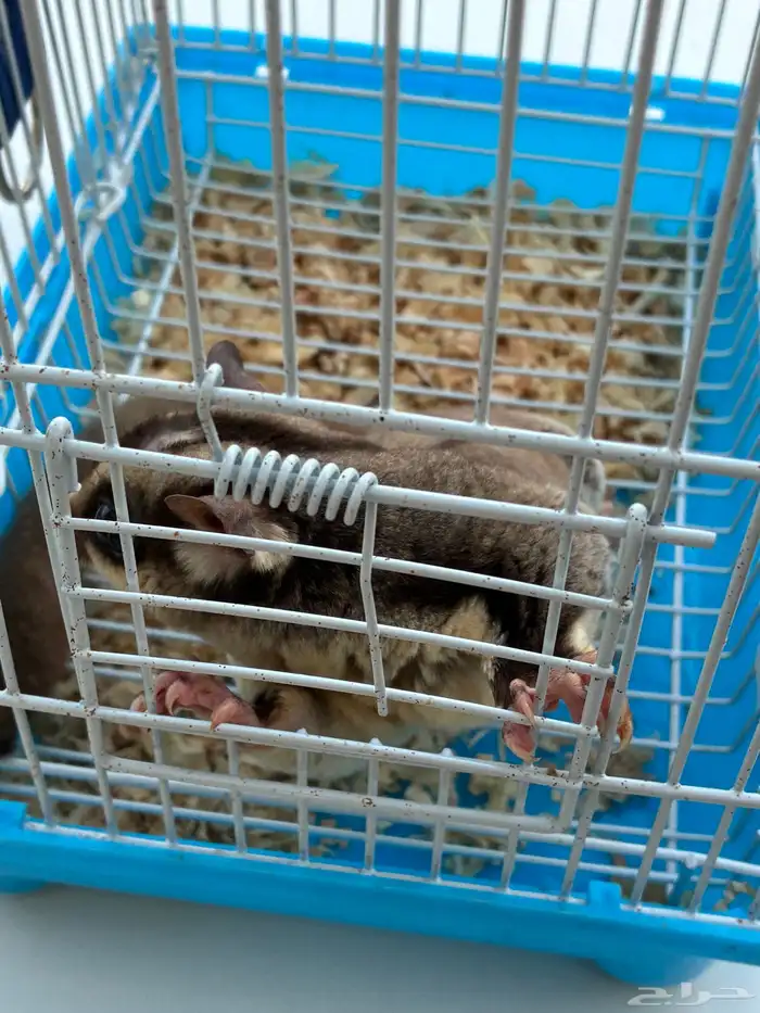 شوقر قلايدر 1