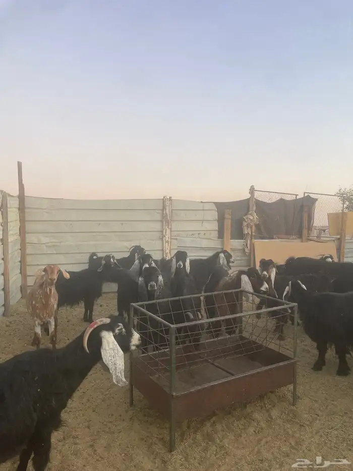 معزا عوارض 34 تحتها 13 فيه 3 متاومات 2