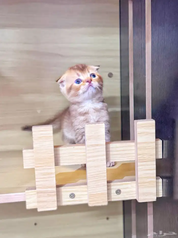 سكوتش تربل فولد بيور للبيع 0