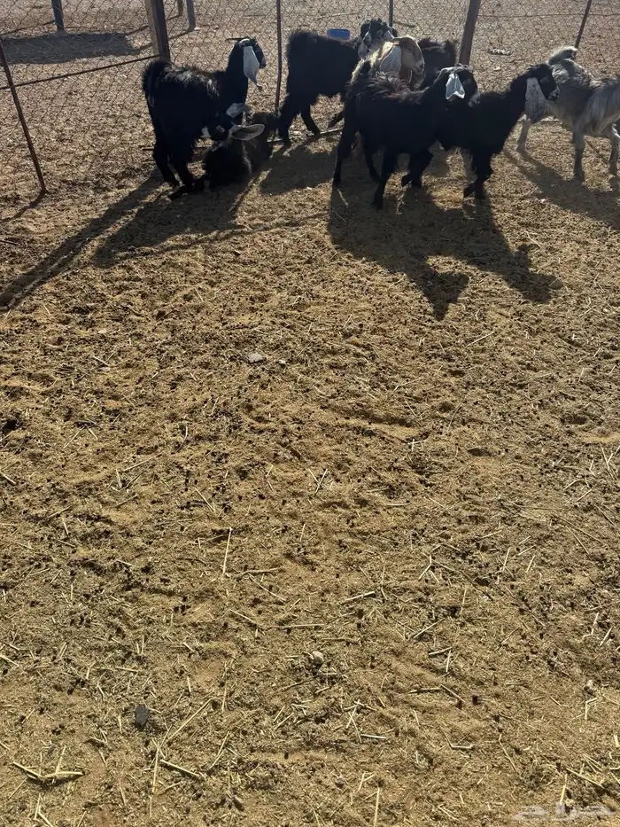 للبيع جفرات طيبه 4