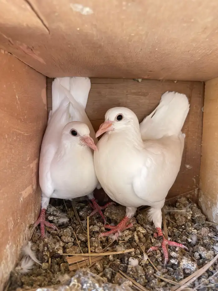 للبيع بسابيس 10 اجواز 2