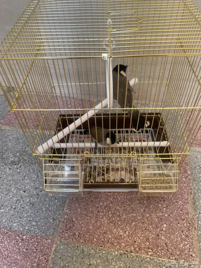 طير البلبل 2حبتين صغار لعبوين ببيع هم 250 0