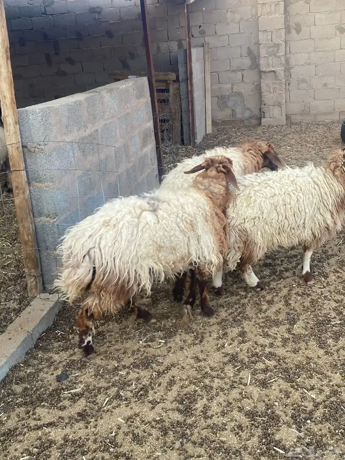 جذعات مقاني 4