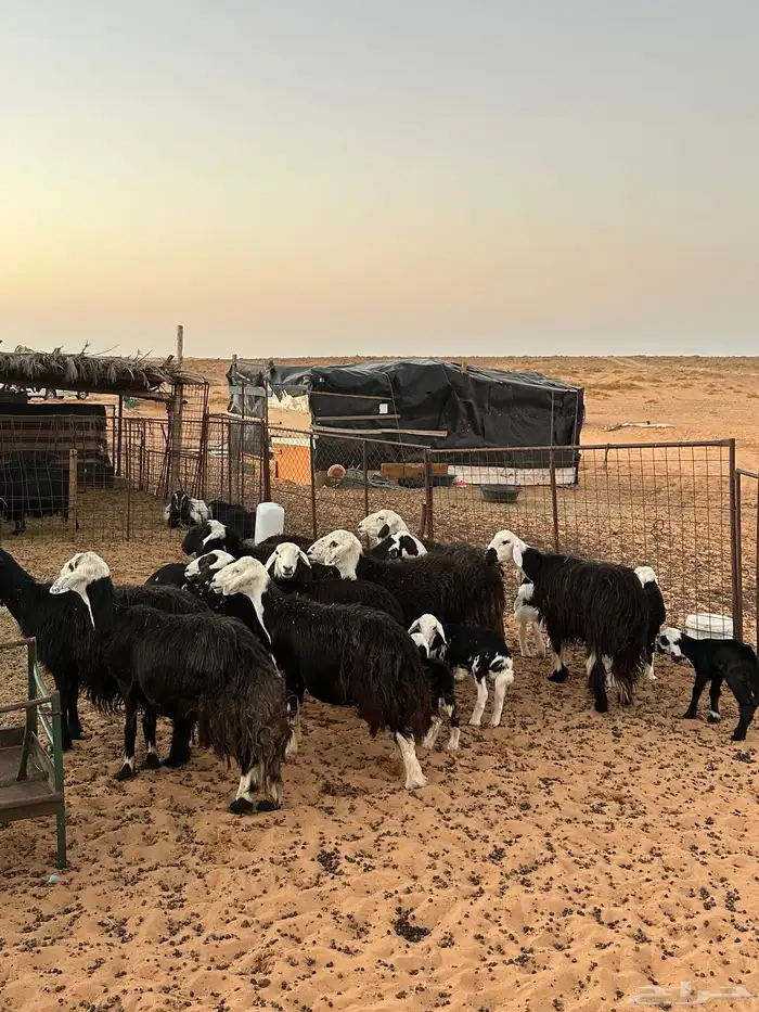 غنم نجد مراح 0