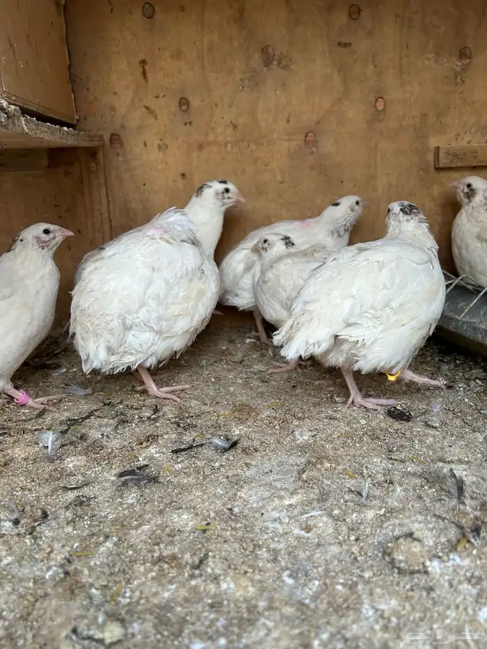 بيض سمان تكساس. تم البيع تم البيع 2