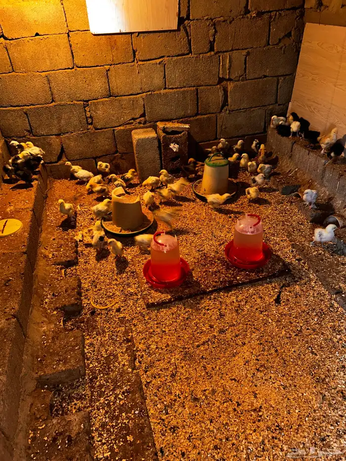 صياصان براهما كولمبي 1