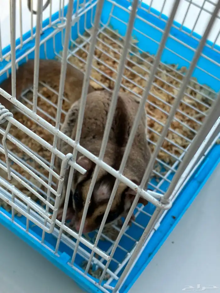 شوقر قلايدر 0