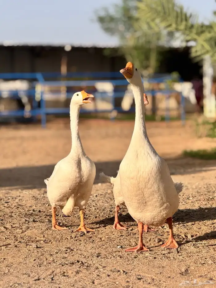 طقم وز بلغاري 2