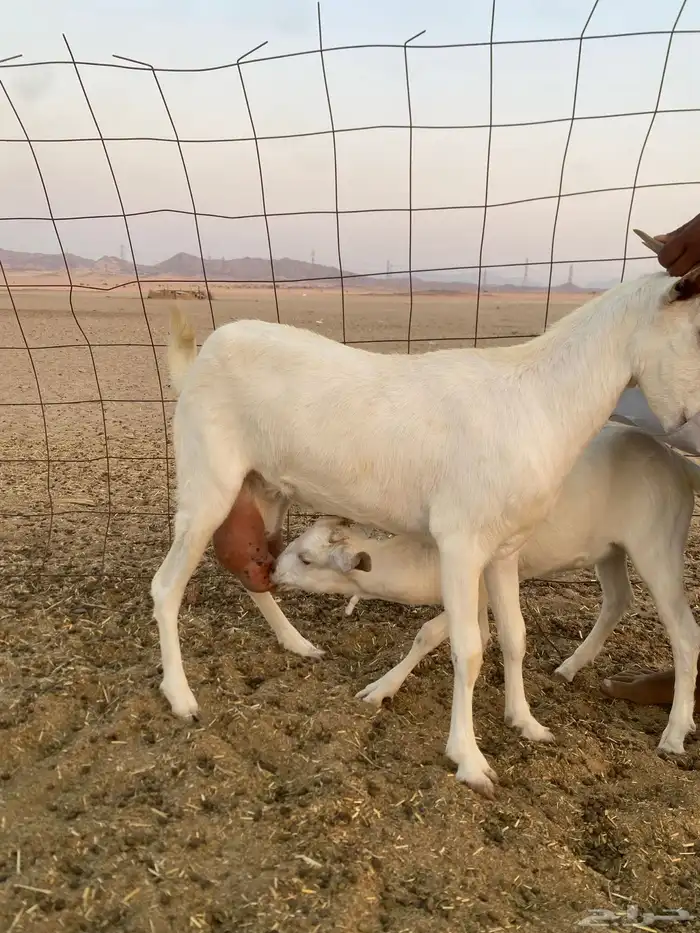 عنز بيشية برصاء معها جفره 1