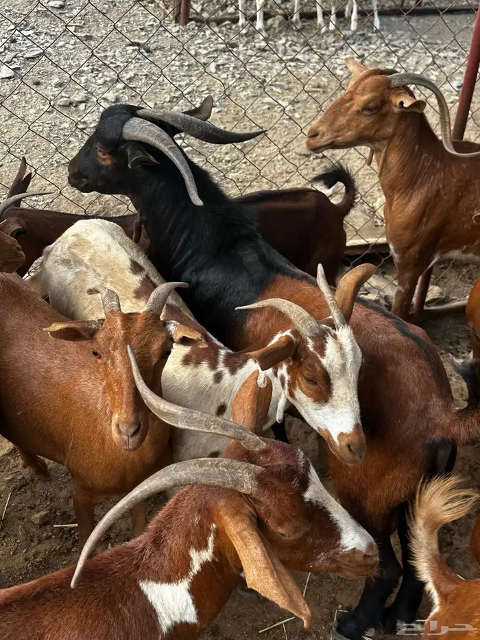 غنم دهم للبيع 4