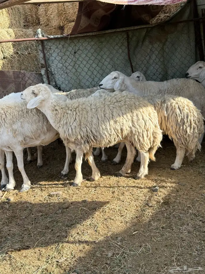 ضان مراح للبيع 2