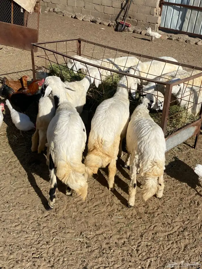 للبيع خرفان ورخال 3