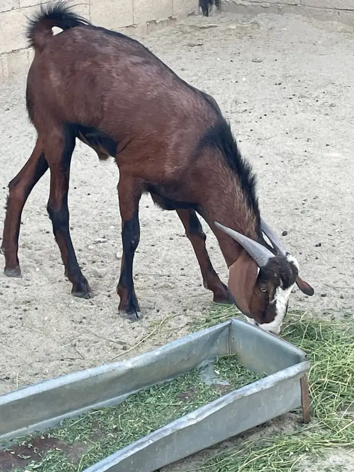 تيس رباع للبيع 0