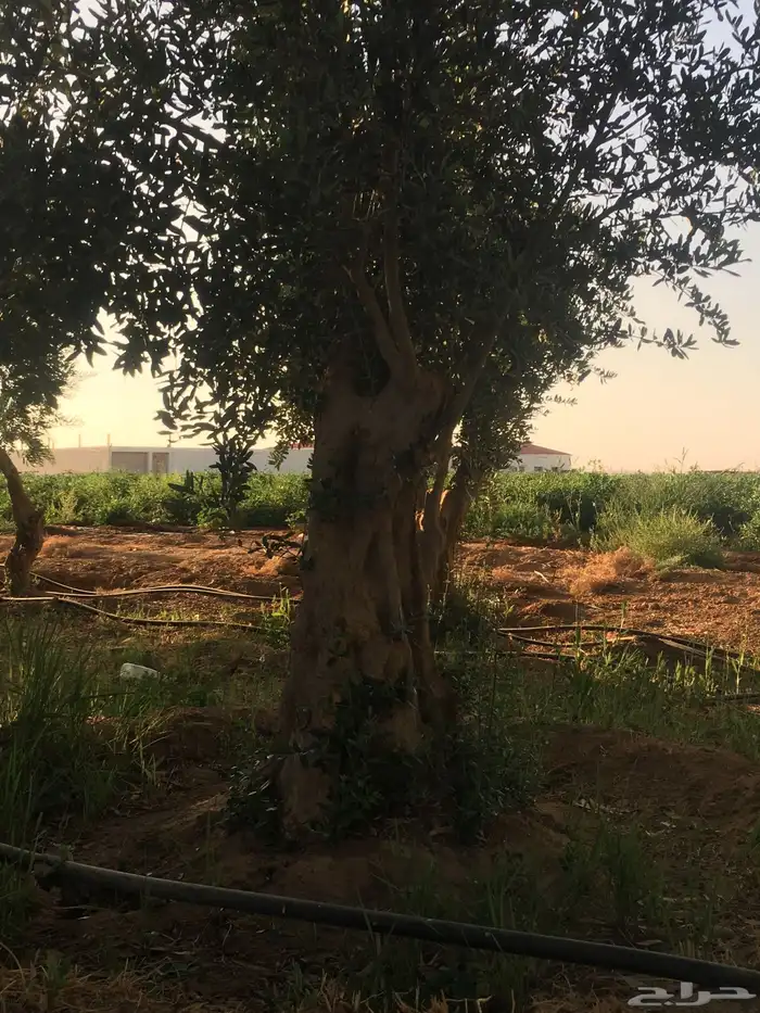 شجر ساق زيتون معمراشجار زيتون ساق معمر 31