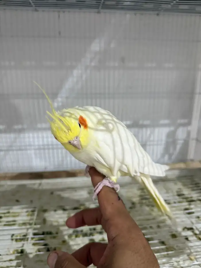 للبيع 4 اجواز كروان منتجات .. 8