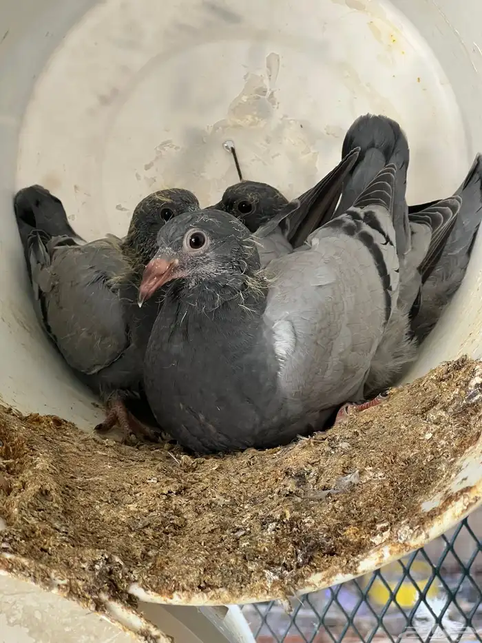 فراخة حمام زاجل 0