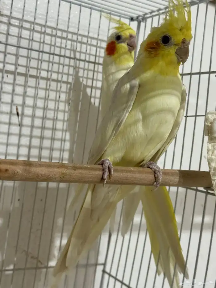 للبيع 4 اجواز كروان منتجات .. 0