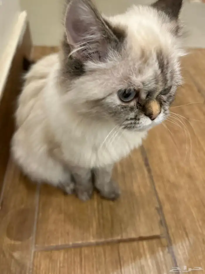 قطه شيرازيه 1