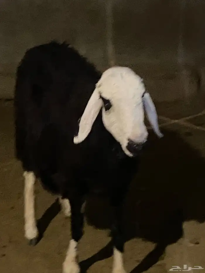 للبيع شاه نجديه حايل 0