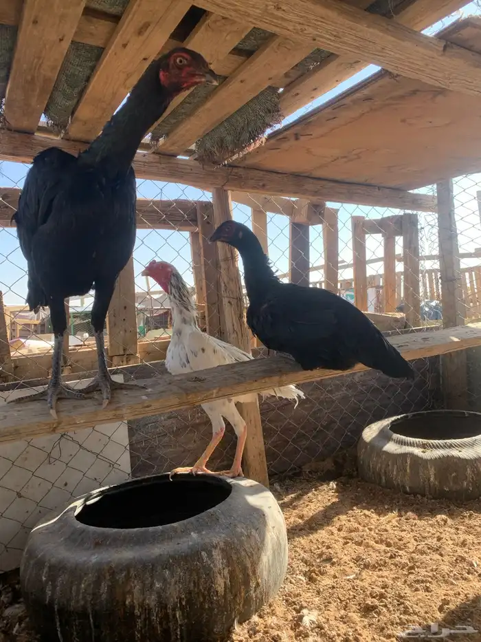 للبيع دجاج باكستاني العدد 27 دجاج مع اديك عددهم 8 11