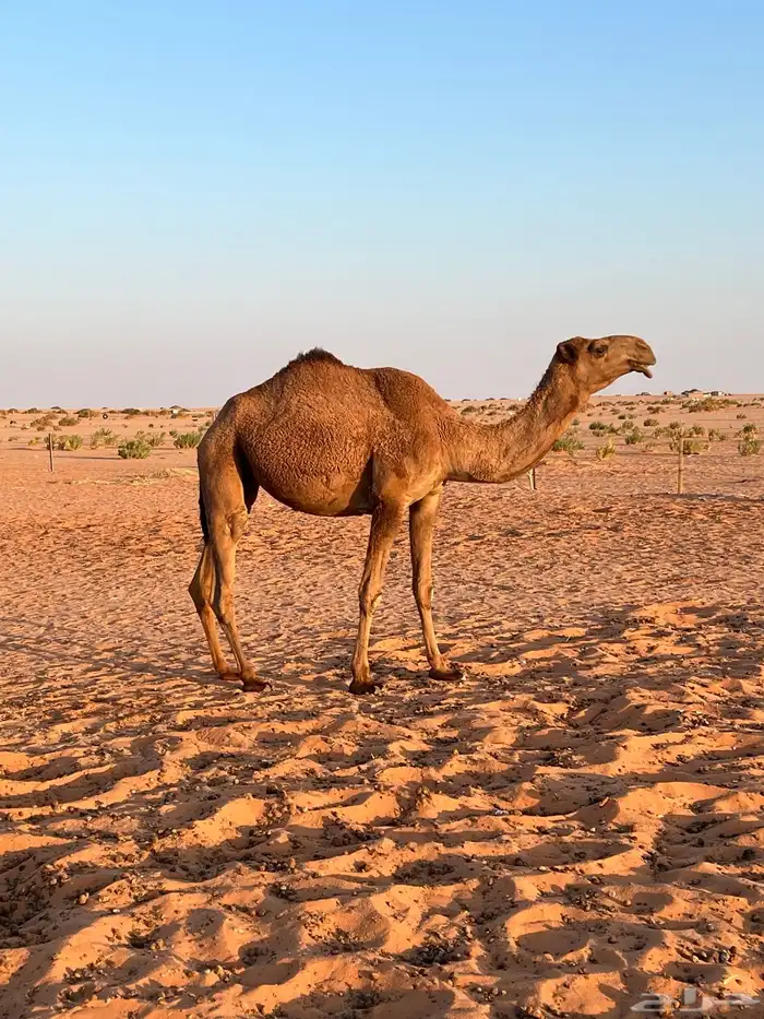 للبيع ضريبه شعلا 0