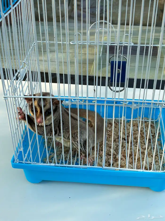 شوقر قلايدر 2