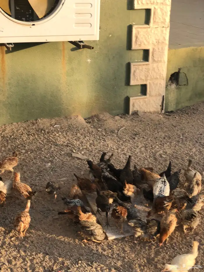 فراريج كفوو 2