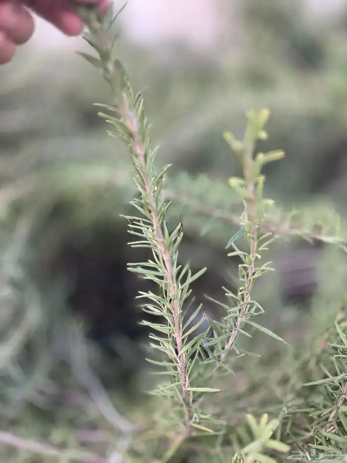 اكليل الجبل 2