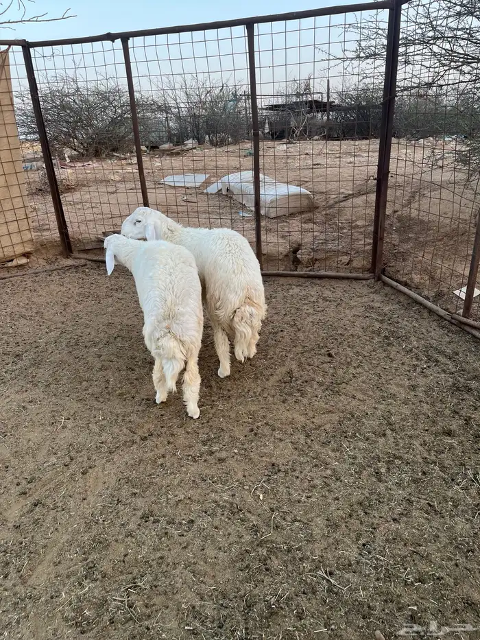 طلي جذعان نظيف 2