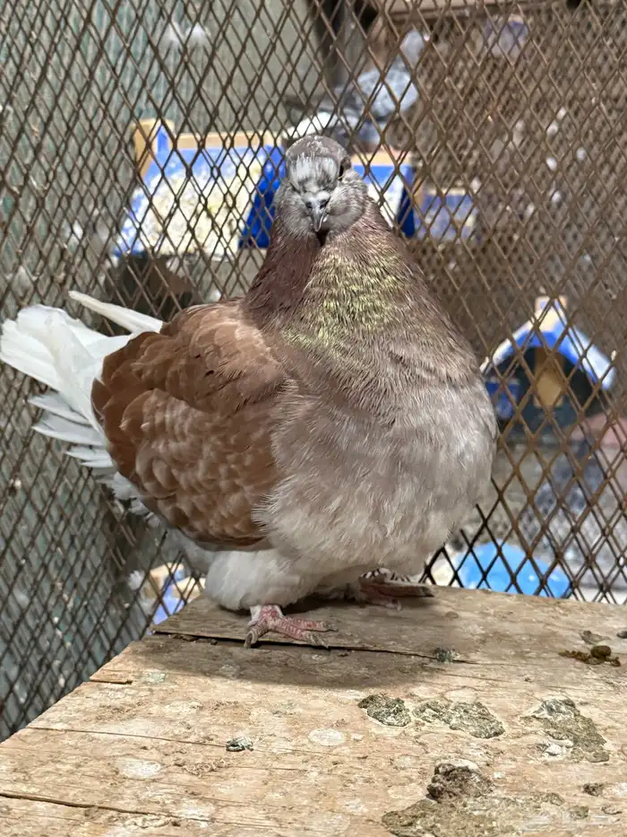 للبيع جوز فرش منتج مكينه تحته بيض ومعه فرخ 5