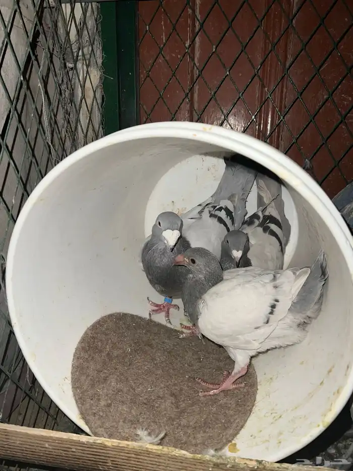 جوز حمام هومر مستوي عالي الصحه شرط 0