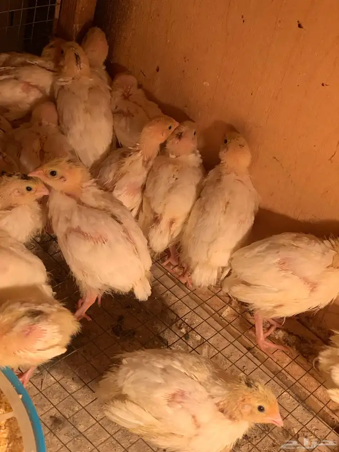 سمان تكساس 0