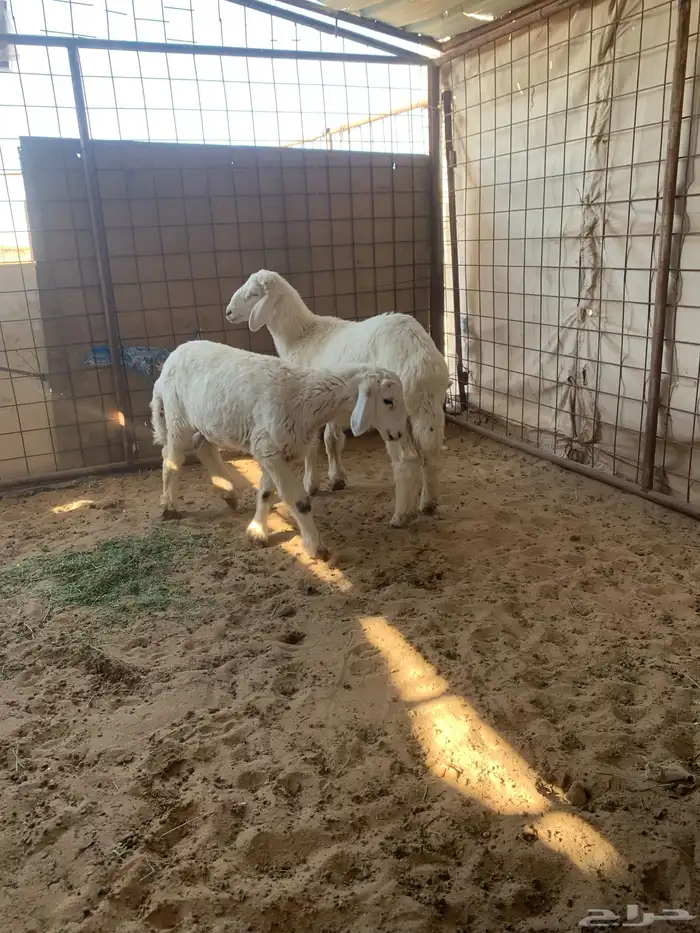 للبيع رخل اربع شهور او طلي 3 شهور ونص 2