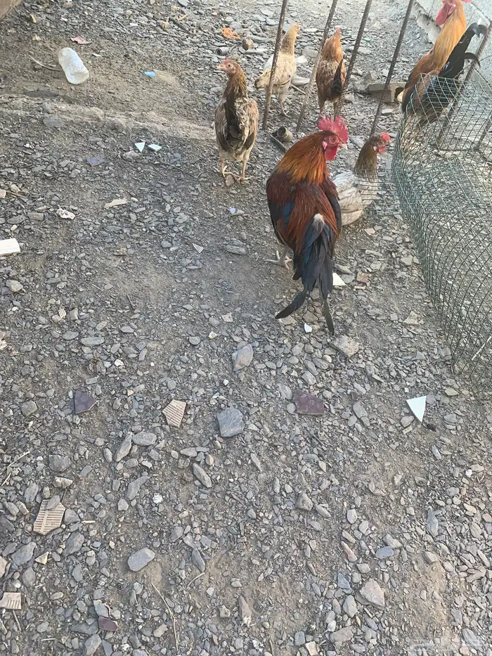 دجاج بلدي مع كم ديك 0