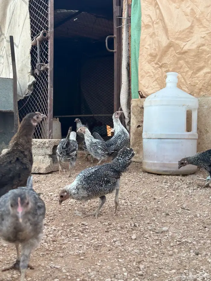 صوص فيومي للبيع 5