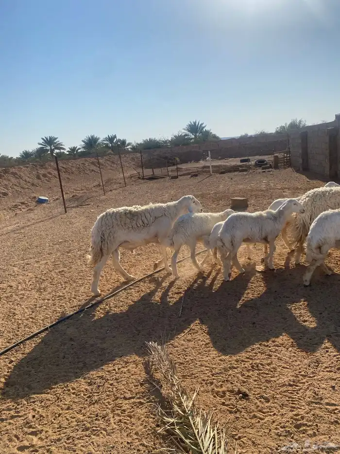 فحل حري حرش سنه رباع شرط النسف والانتاج جرم وشعره 3