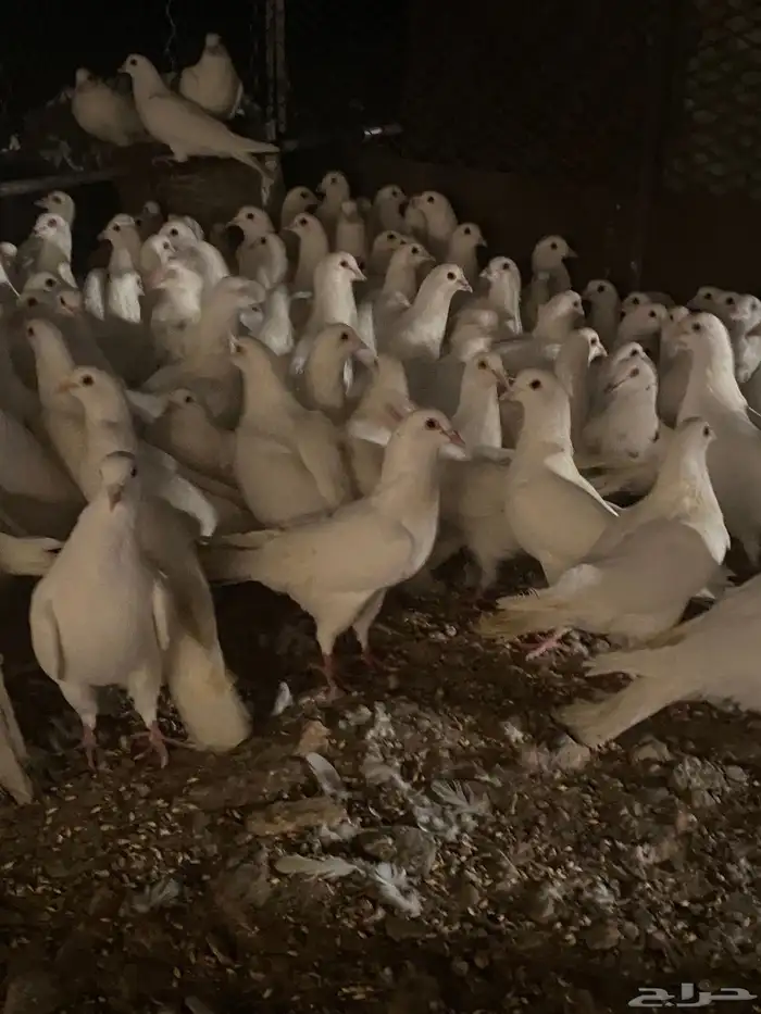 تم البيع الله يبارك لرعيه 13