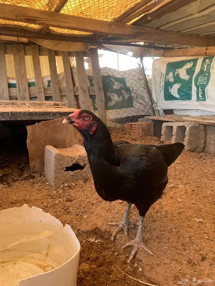 للبيع دجاج باكستاني العدد 27 دجاج مع اديك عددهم 8 14