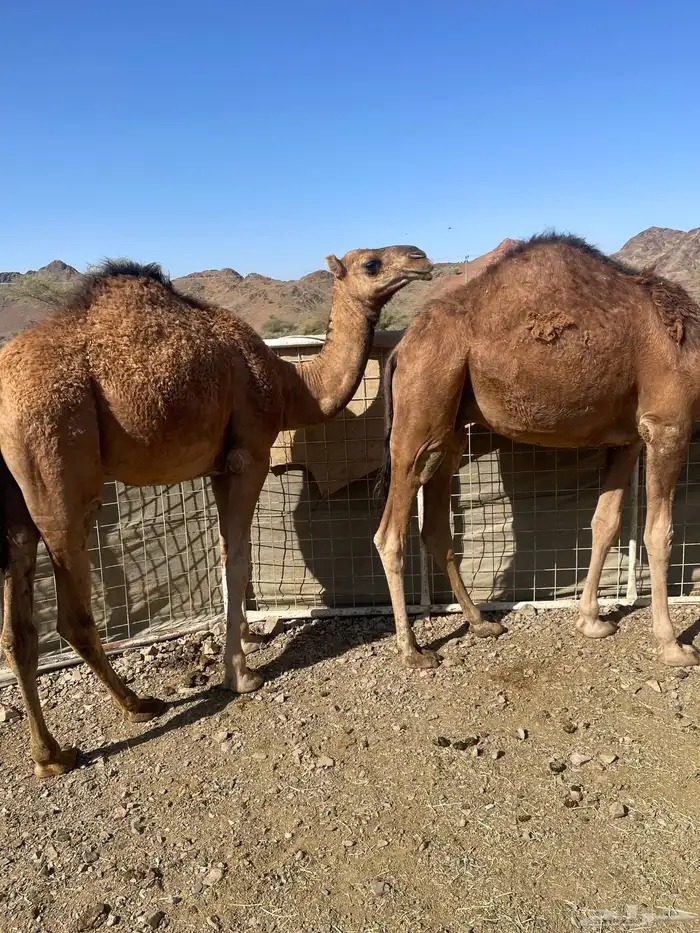 حاشي للبيع بكرة وقعود 2