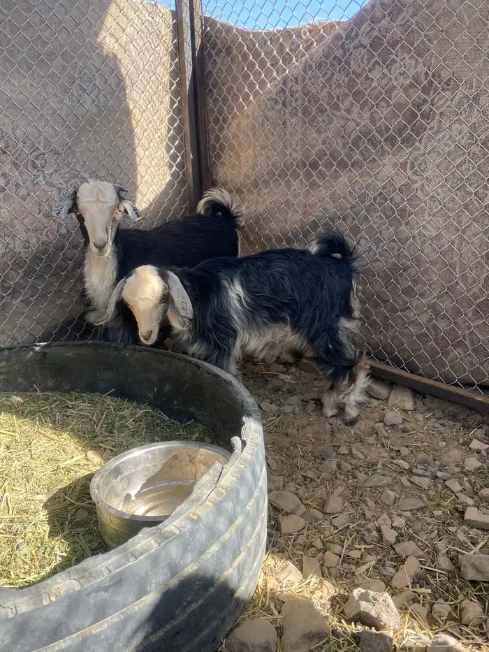 تيس وجفره للبيع 1