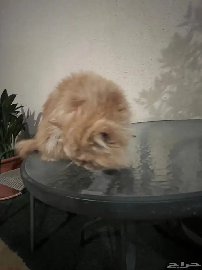 قطو شيرازي العملاق 0