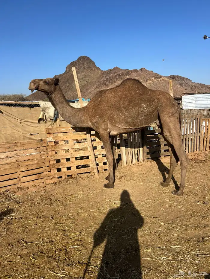 صفرا ضريبه 2