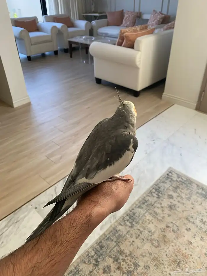 كروان للبيع 1