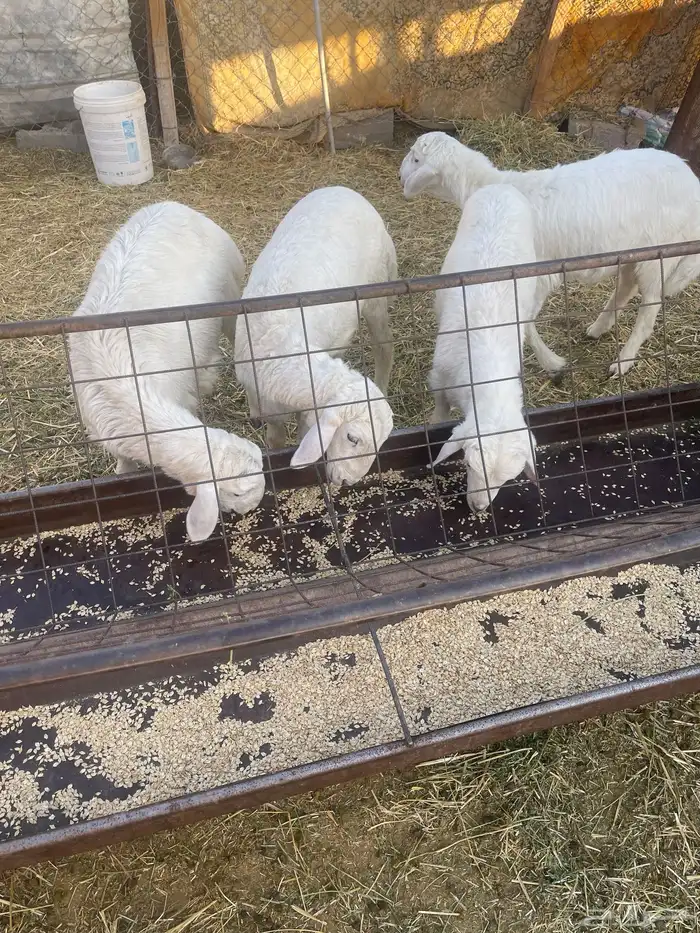 بهم حري خرفان 6