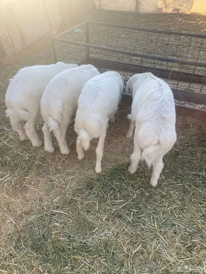 بهم حري خرفان 1