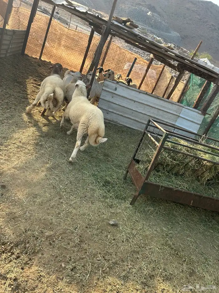 طليان ذبائح فاخره منسبات 5